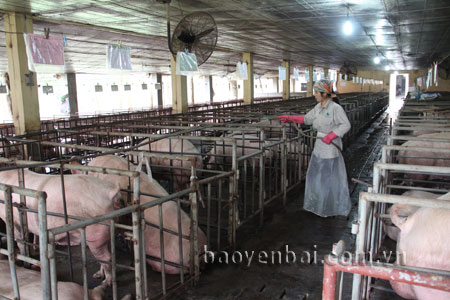 Cơ sở chăn nuôi quy mô hơn 300 lợn nái, đực giống và trên 1.400 lợn thịt của Công ty TNHH Vật tư nông nghiệp Yên Bái.