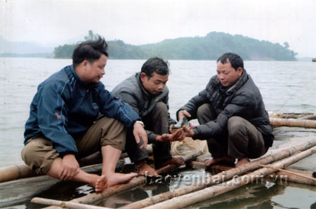 Nguồn vốn từ NHCSXH tỉnh đã giúp nhiều hộ dân khai thác tiềm năng chăn nuôi thủy sản trên hồ Thác Bà.
(Ảnh: Thanh Tân)