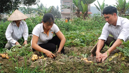 Giá trị kinh tế mà giống khoai tây Solara mang lại cho nông dân Yên Hợp cao hơn nhiều so với các loại cây trồng khác.
