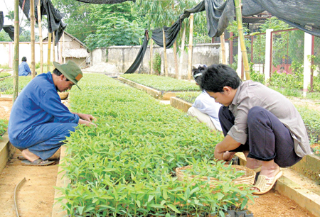 Kiểm tra cây giống trước khi trồng.
