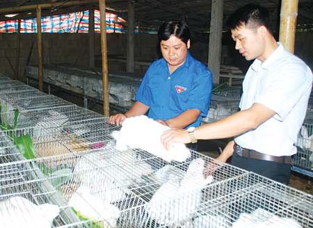 Mô hình nuôi thỏ của đoàn viên Tống Văn Hữu ở thôn Làng Già, xã Yên Thắng cho thu nhập trên 300 triệu đồng/năm.
