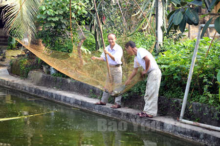 Ông Nguyễn Xuân Chiến (bên phải) cùng cán bộ xã kiểm tra nguồn cá giống của gia đình.