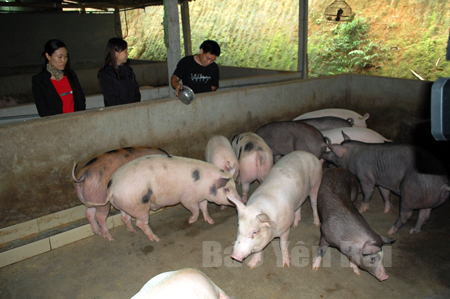 Giá lợn hơi liên tục tăng cao, người chăn nuôi phấn khởi, tích cực đầu tư tái đàn.