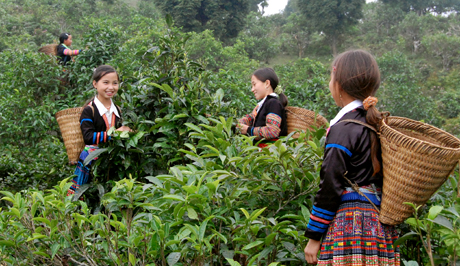 Huyện Văn Chấn sẽ trích ngân sách gần 250 triệu đồng hỗ trợ nhân dân cây giống và kỹ thuật trồng, chăm sóc.