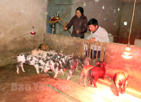 Vợ chồng anh Tố, chị Hoa đang chăm sóc lợn giống.
