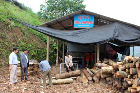 Hợp tác xã Nông - lâm sản Km14 đã tiêu thụ gần 2.000 m3 gỗ cho nhân dân địa phương, tạo thu nhập ổn định cho các thành viên.
