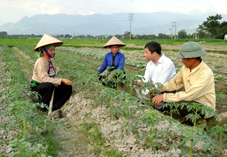 Nông dân thị xã Nghĩa Lộ sản xuất rau theo tiêu chuẩn VietGAP.
