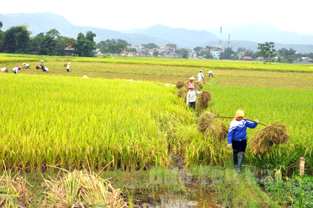 Nông dân Văn Chấn thu hoạch lúa xuân, năng suất đạt 60 tạ/ha.