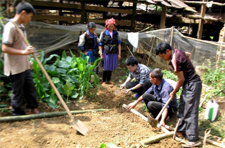 Nông dân huyện Mù Cang Chải được hướng dẫn kỹ thuật ươm cây sơn tra.
