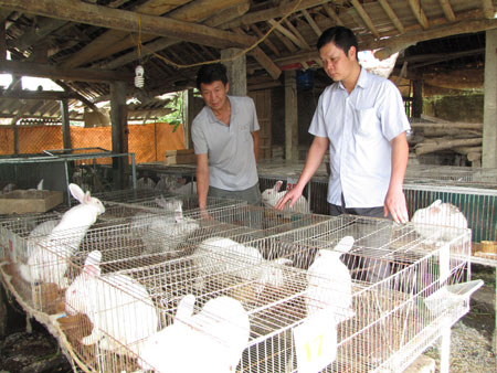 Mô hình chăn nuôi thỏ của hội viên Phạm Văn Thảo ở Chi hội thôn Cây Đa cho thu nhập ổn định.