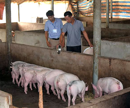 Anh Hà Văn Năm (bên phải) chăm sóc đàn lợn.