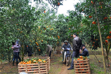 Các hộ dân ở thị trấn Nông trường Trần Phú thu hoạch cam.