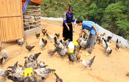 Mô hình nuôi gà đen của Vàng A Công ở bản Mí Háng Tâu, xã Púng Luông cho thu nhập khoảng 50 triệu đồng/lứa.
