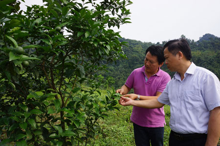 Đồng chí Hoàng Kim Trọng - Phó Chủ tịch UBND huyện Lục Yên (bên phải) trao đổi với Mai Thanh Tùng về kỹ thuật phòng trừ sâu, bệnh hại cam.