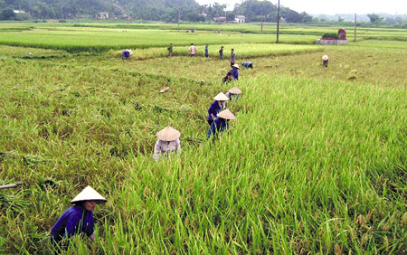 Nông dân xã Việt Thành thu hoạch lúa đông xuân.