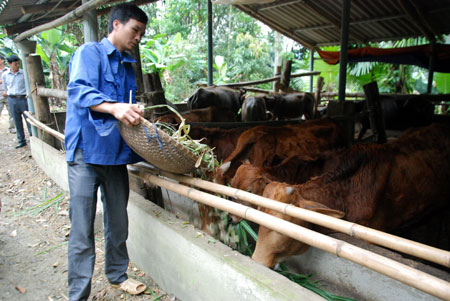 Người dân xã Vĩnh Lạc xây dựng chuồng trại chăn nuôi gia súc xa khu vực nhà ở.