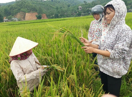 Nông dân xã An Thịnh (Văn Yên) thường xuyên kiểm tra sinh trưởng của lúa trên cánh đồng mẫu lớn.

