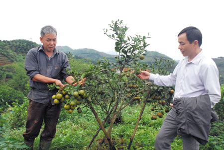 Ông Nguyễn Mạnh Hùng ở tổ dân phố 7, thị trấn Nông trường Trần Phú (bên trái) giới thiệu với cán bộ thị trấn về cách xử lý cho cam, quýt ra quả trái mùa.