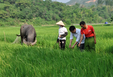 Nông dân trong tỉnh đang tích cực, chủ động theo dõi diễn biến sâu bệnh hại lúa để bảo vệ sản xuất.
