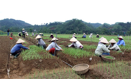 Hợp tác xã Nông nghiệp và Dịch vụ Phú Đạt bước đầu đã giải quyết việc làm cho nhiều lao động nông thôn. 
