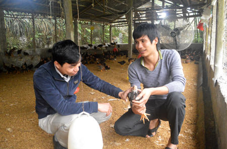 Hoàng Huy Tuấn (bên phải) trao đổi kỹ thuật chăn nuôi gà với kỹ sư chăn nuôi của Phòng Nông nghiệp huyện Trấn Yên. 
