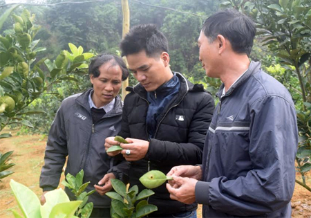 Cán bộ khuyến nông huyện Văn Yên thường xuyên sâu sát cơ sở, tư vấn, hướng dẫn kỹ thuật trồng và chăm sóc cây ăn quả có múi theo hướng sản xuất an toàn cho các hộ dân.