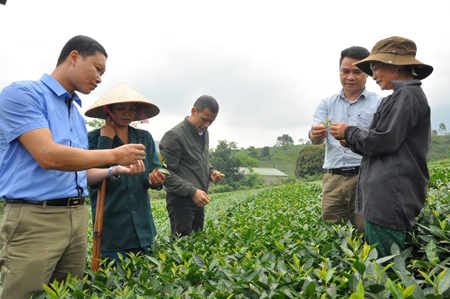 Cán bộ Phòng Nông nghiệp và Phát triển nông thôn huyện Văn Chấn và Công ty cổ phần Chè Nghĩa Lộ hướng dẫn nông dân cách chăm sóc, thu hái chè đúng kỹ thuật tạo năng suất cao.