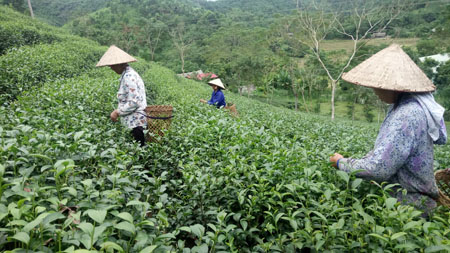 Gia đình ông Trần Văn Nhi thu hái chè.