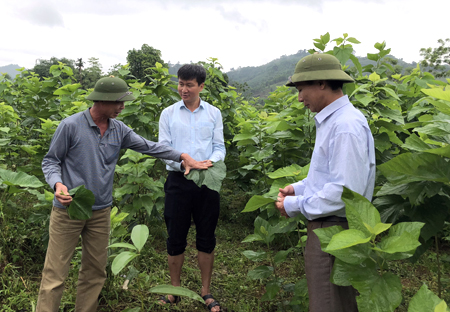 Đồng chí Trần Huy Tuấn - Bí thư Huyện ủy Văn Yên (đứng giữa) kiểm tra mô hình trồng dâu nuôi tằm tại xã Xuân Ái.