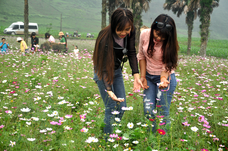 Du khách lên ngắm hoa ở bình nguyên Khai Trung.