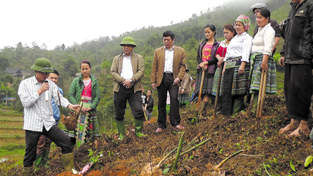 Các đồng chí lãnh đạo huyện Trấn Yên tham gia ra quân trồng tre Bát độ ở xã Hồng Ca.