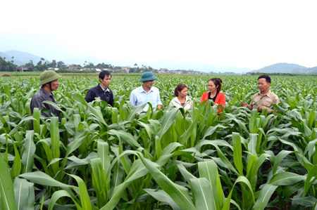 Huyện Văn Yên đã xây dựng vùng sản xuất ngô đồi hàng hóa tập trung  diện tích 6.000 ha/năm.