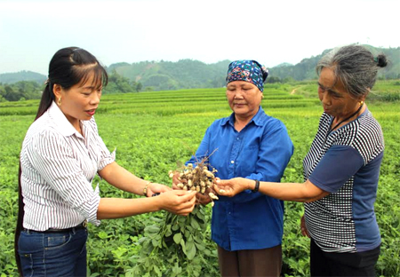 Chị Trần Thị Tình (bên trái) - Giám đốc HTX Nông nghiệp dịch vụ hữu cơ Trung Thành kiểm tra chất lượng củ lạc trước khi thu hoạch.