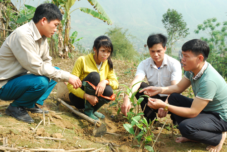 Năm 2017, hộ gia đình anh Nông Văn Thân được hỗ trợ giống chè Shan giâm cành trồng được 0,3 ha.