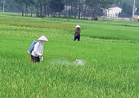 Người dân Văn Chấn chăm sóc lúa xuân. 

