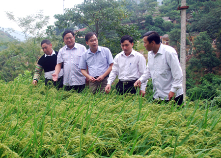 Các đồng chí lãnh đạo huyện Trạm Tấu kiểm tra mô hình trồng lúa chất lượng cao ở xã Trạm Tấu.
