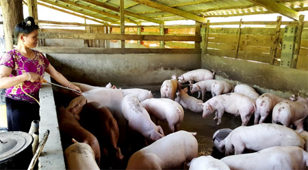 Một mô hình chăn nuôi lợn quy mô lớn ở Văn Chấn.