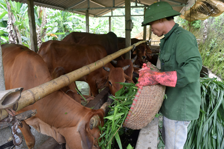 Anh Trần Văn Nam cho đàn bò ăn cỏ bữa sáng.
