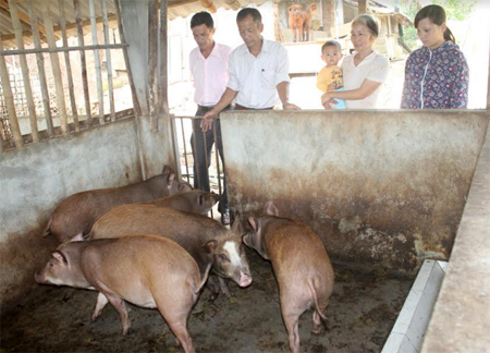 Cán bộ, hội viên phụ nữ xã thăm quan mô hình chăn nuôi lợn rừng lai cho thu nhập gần 100 triệu đồng/năm.