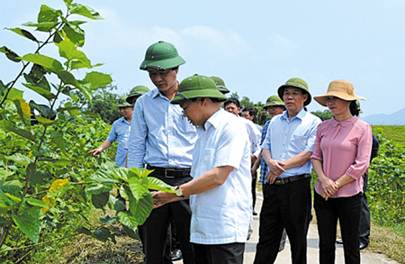 Đồng chí Đỗ Đức Duy – Phó Bí thư Tỉnh ủy, Chủ tịch UBND tỉnh cùng lãnh đạo huyện Trấn Yên thăm vùng dâu nông thôn mới Việt Thành.