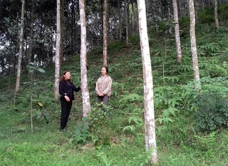 Chị Nguyễn Thị Cậy (bên phải) trao đổi kinh nghiệm phát triển kinh tế đồi rừng.