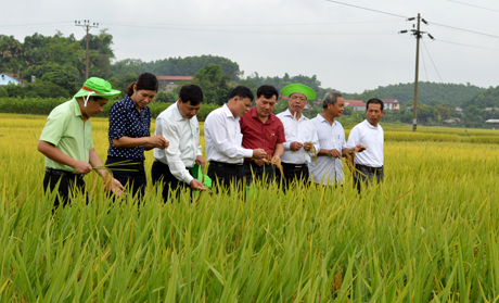 Tham quan mô hình thực nghiệm giống lúa tại cánh đồng thôn Đồng Trạng, xã Báo Đáp, huyện Trấn Yên.