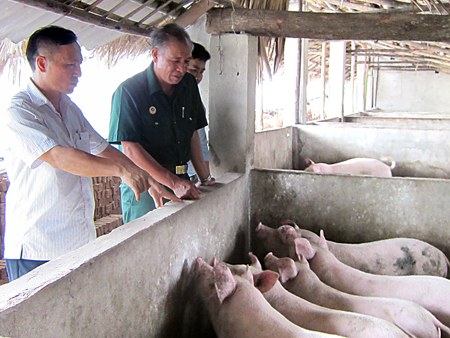 Dù giá lợn hơi tăng cao, người chăn nuôi vẫn nên thận trọng, không nên tái đàn ồ ạt.
