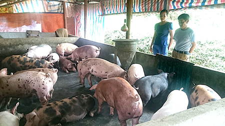 Gia đình ông Trần Văn Minh duy trì trong chuồng lúc nào cũng có khoảng 20 con lợn thịt.