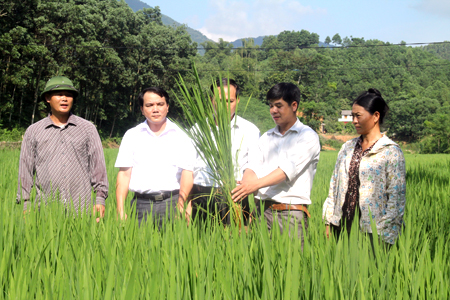 Cán bộ Phòng NN&PTNT huyện Yên Bình kiểm tra quá trình sinh trưởng, phát triển lúa xuân tại xã Bạch Hà.