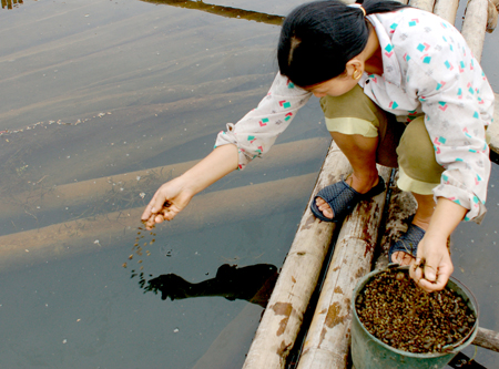 Cho cá ăn trên hồ Vân Hội, huyện Trấn Yên.