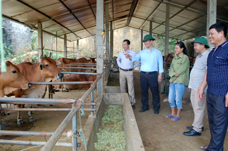 Các đồng chí lãnh đạo huyện Yên Bình thăm mô hình phát triển kinh tế tại xã Yên Bình.