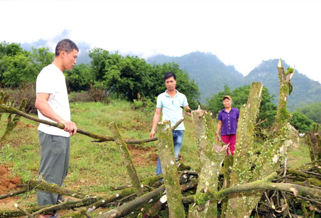 Anh Nguyễn Văn Thiết (đứng giữa), thôn Nông Trường, xã Thượng Bằng La bên những gốc cam 12 năm tuổi vừa chặt bỏ.