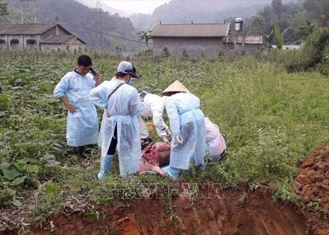 Cán bộ thú y tỉnh đang lấy mẫu bệnh phẩm tại phường Tân Giang, thành phố Cao Bằng.