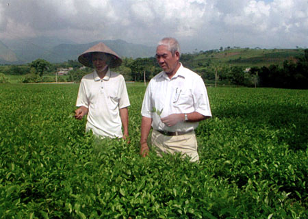 Nhiều diện tích chè ở thị trấn Nông trường Nghĩa Lộ bị cháy lá, rụng lá do nắng nóng.  (Ảnh minh họa)